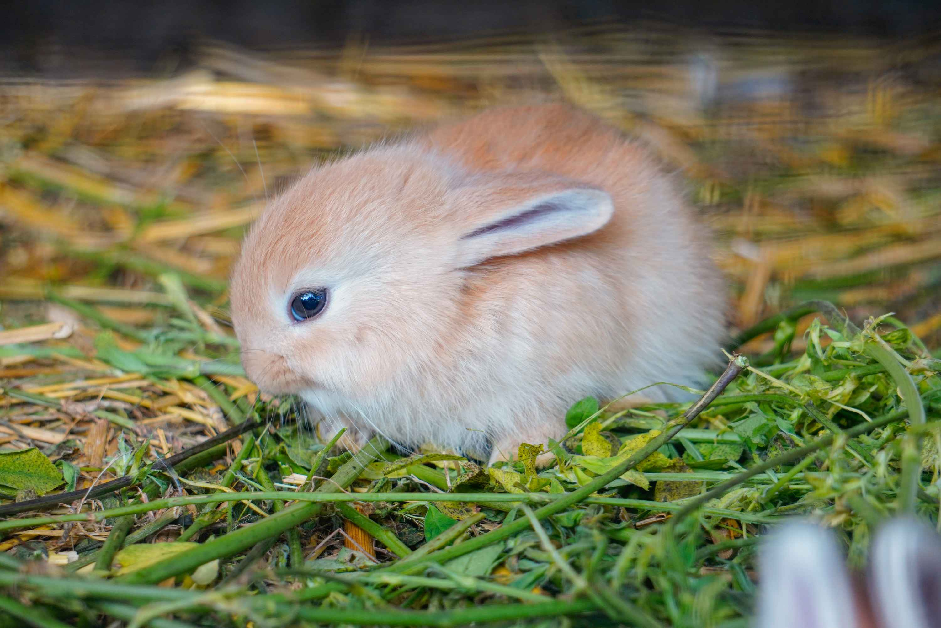 Rabbit Playtime: Exploring the Question - Can Rabbits Have Playmates?