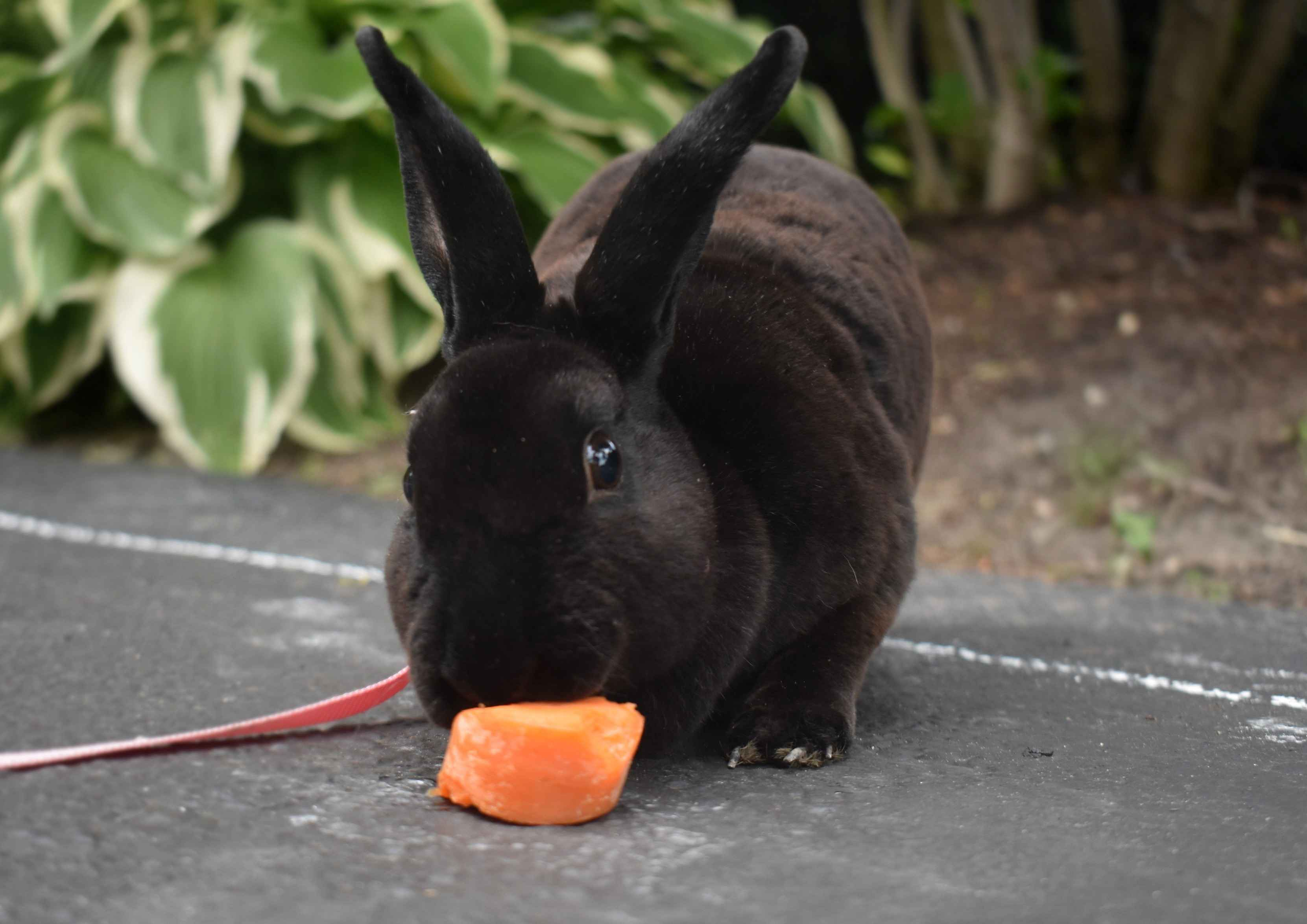 Ear Infections in Rabbits: Recognizing the Symptoms and Taking Action