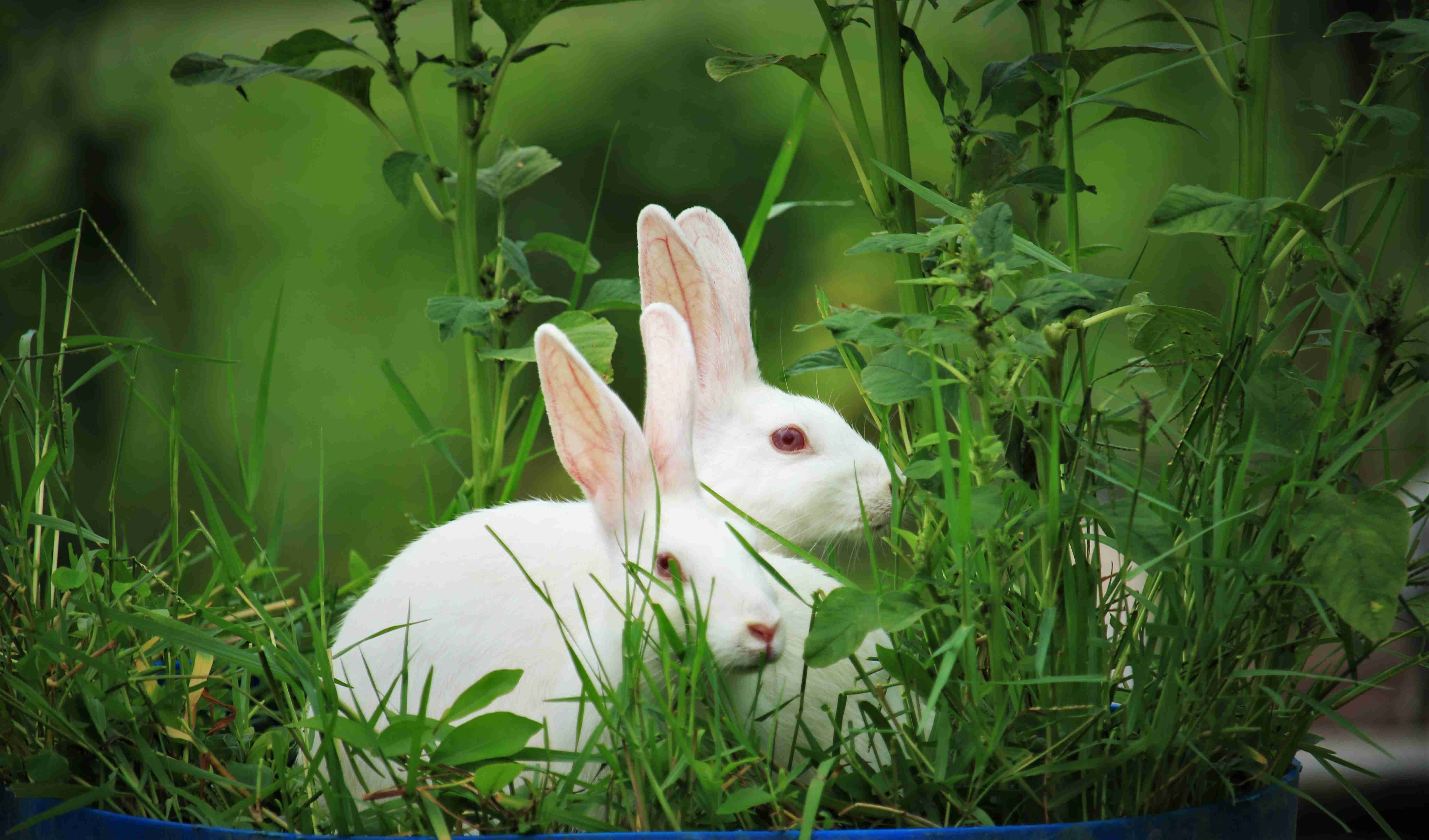 Protecting Your Bunny: Common Predators That Threaten Your Rabbit's Safety