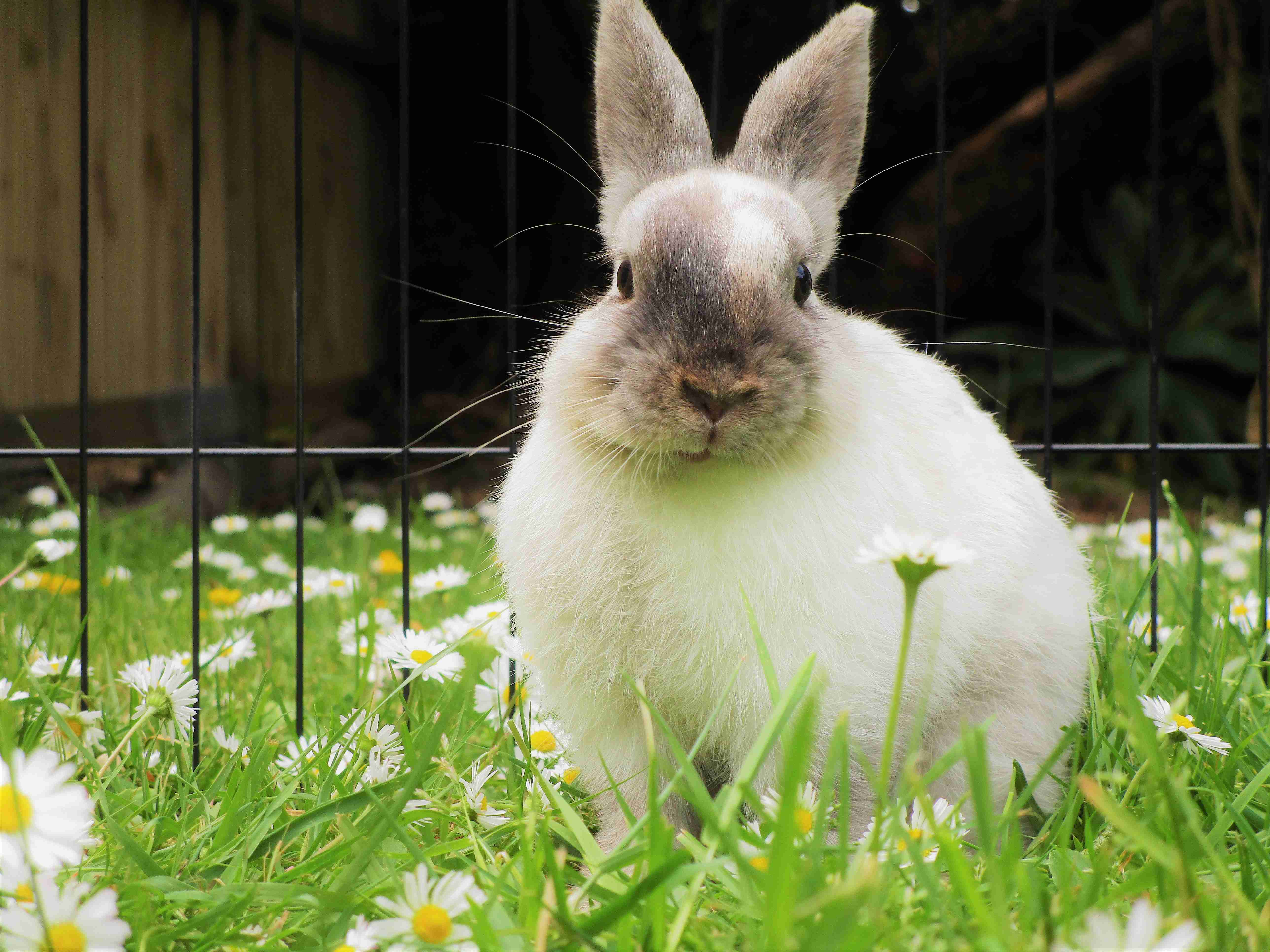 Top 10 Indicators of a Happy and Healthy Rabbit: A Comprehensive Guide
