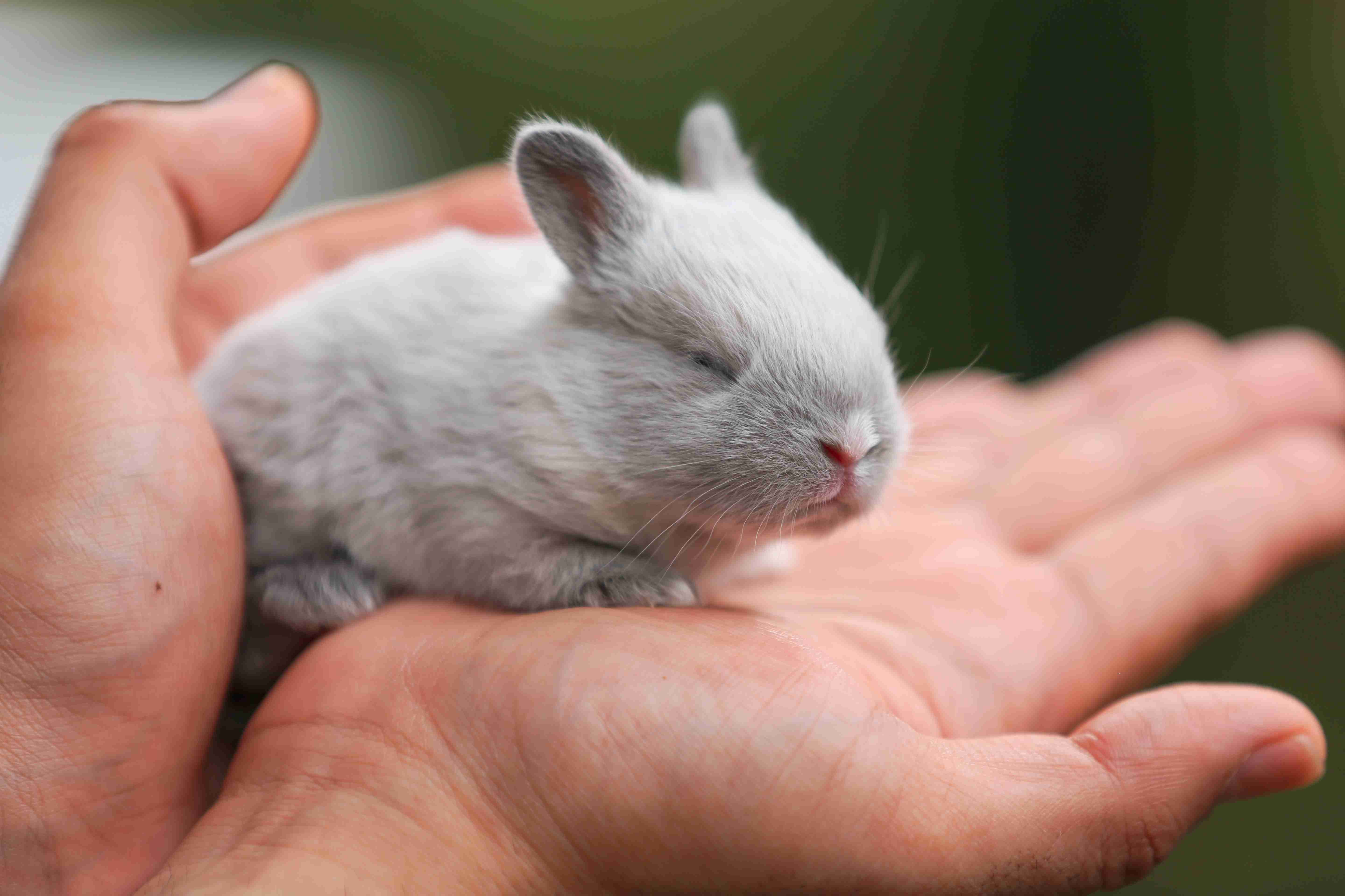 Top 5 Common Rabbit Illnesses: Symptoms, Treatment, and Prevention