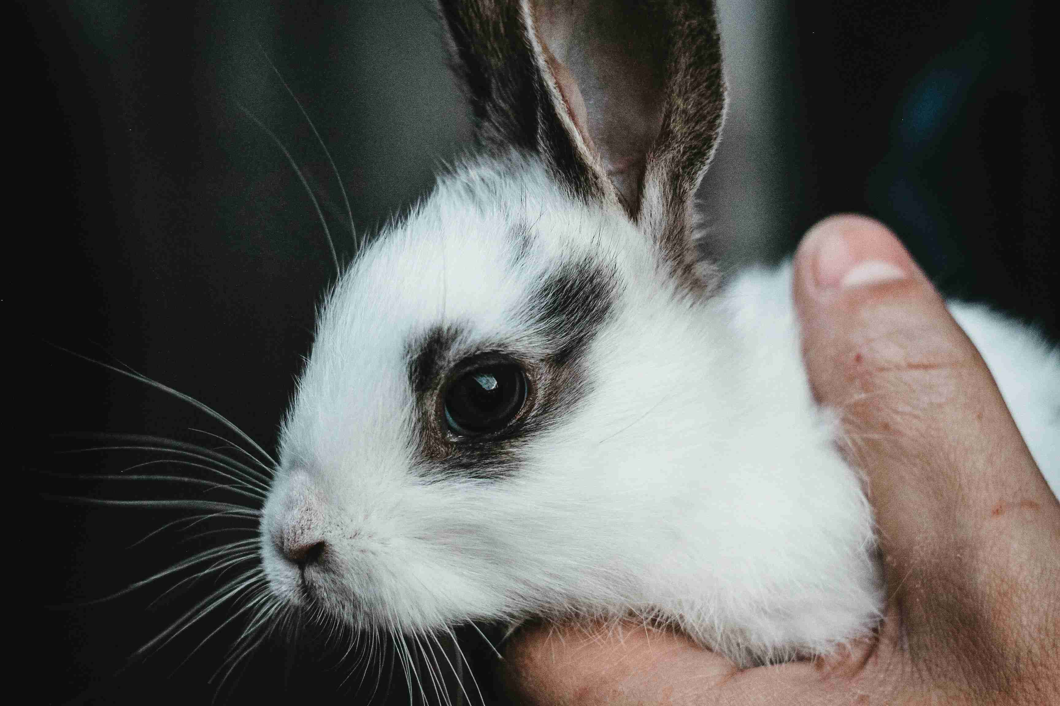 Is Your Pet Rabbit Suffering from a Skin Infection? Look Out for These Telltale Signs
