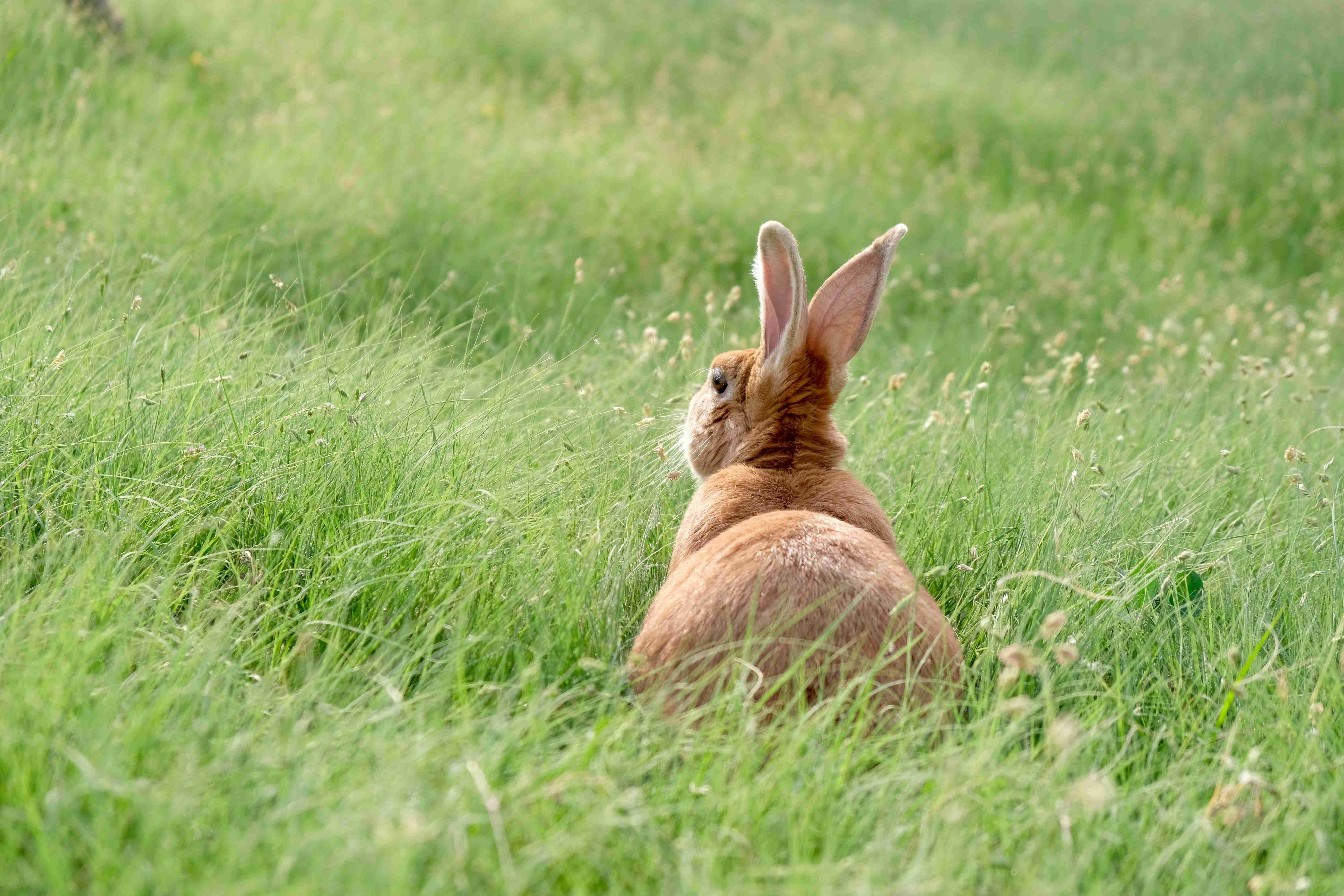5 Tips to Keep Your Pet Rabbit Cool and Comfortable: Preventing Heat Stress