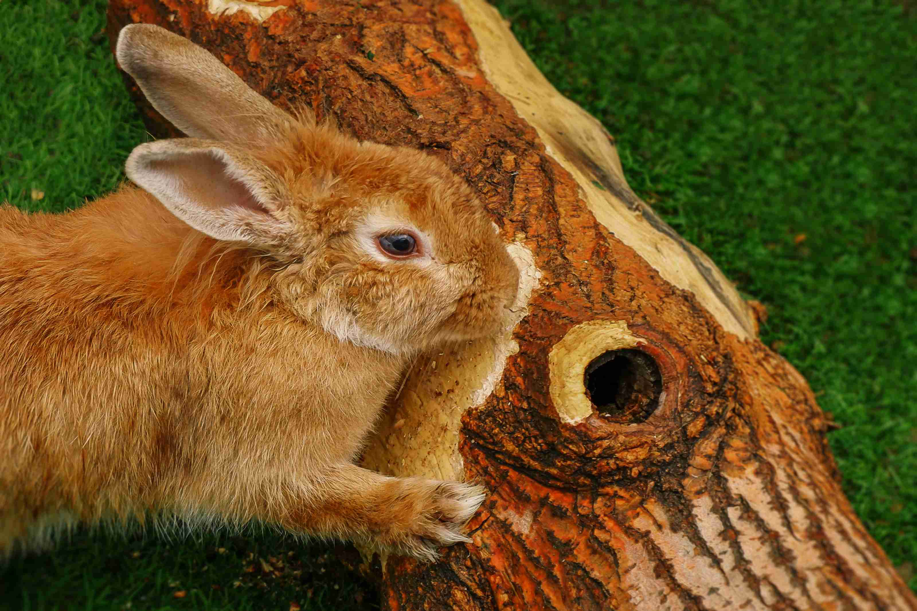Top 5 Tips for Preventing Liver Disease in Pet Rabbits: A Guide for Responsible Pet Owners