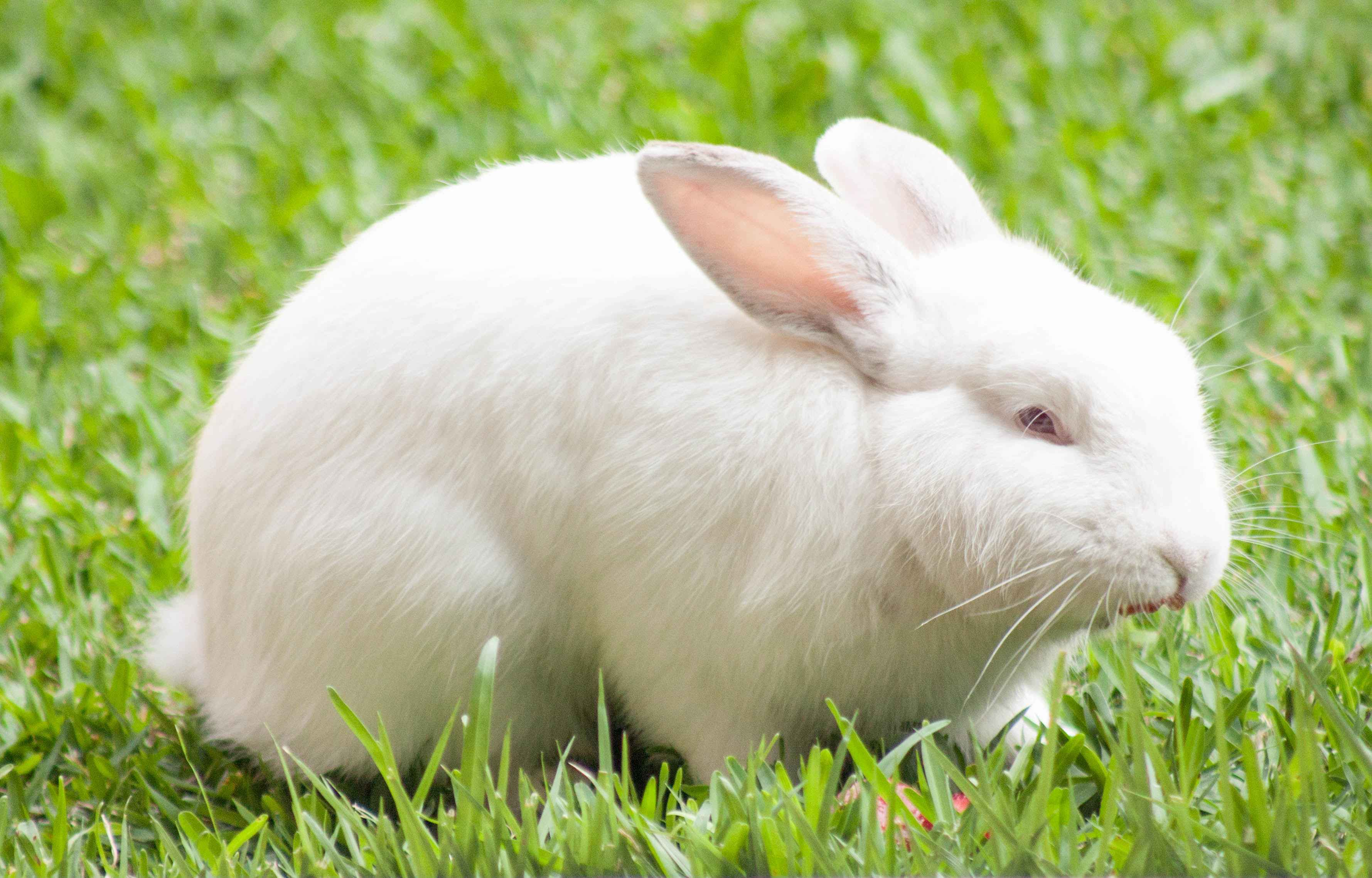 5 Effective Ways to Prevent Diabetes in Your Pet Rabbit
