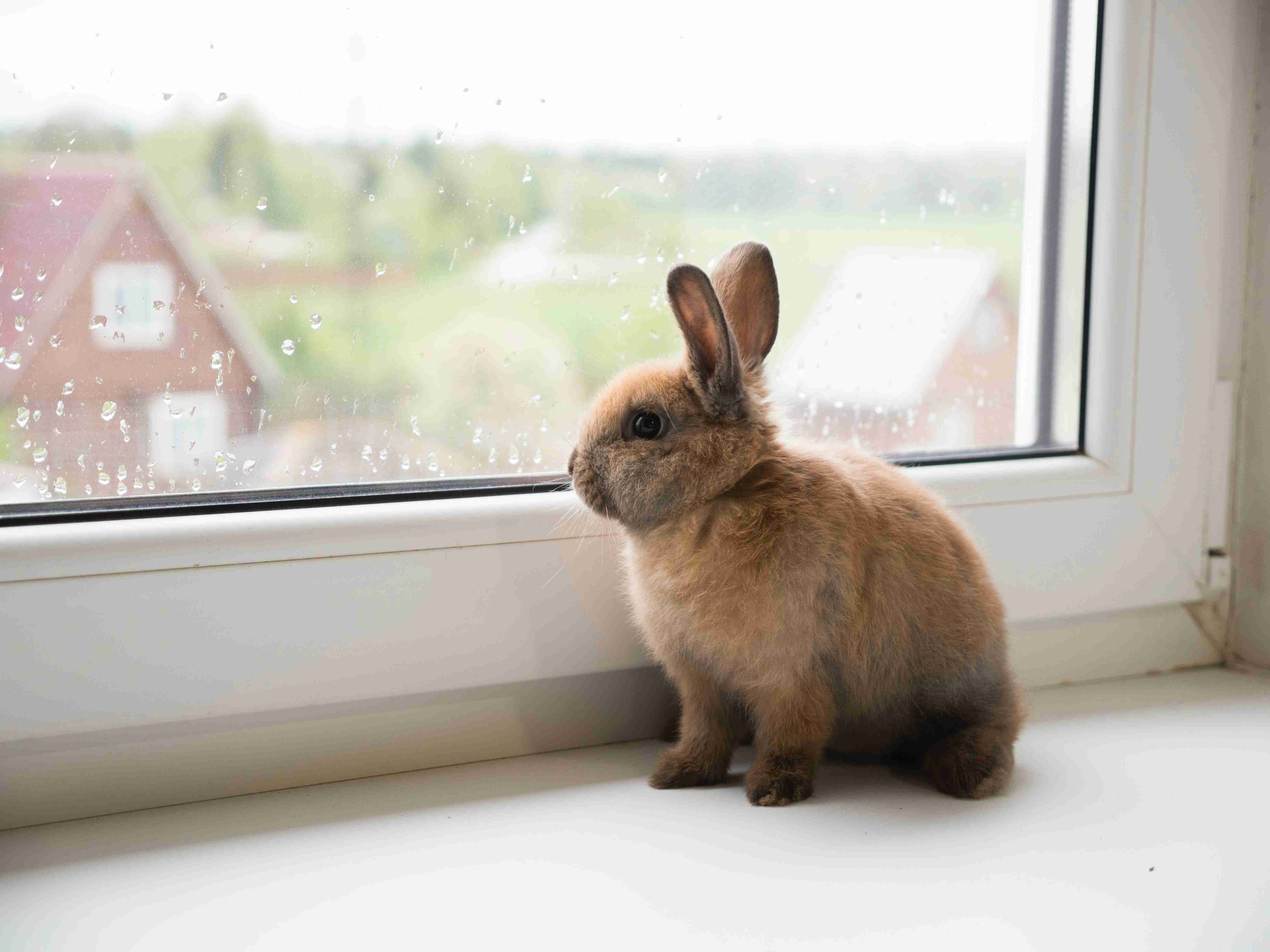5 Gentle Techniques to Handle a Rabbit Stress-Free: A Guide to Happy Bunny Care
