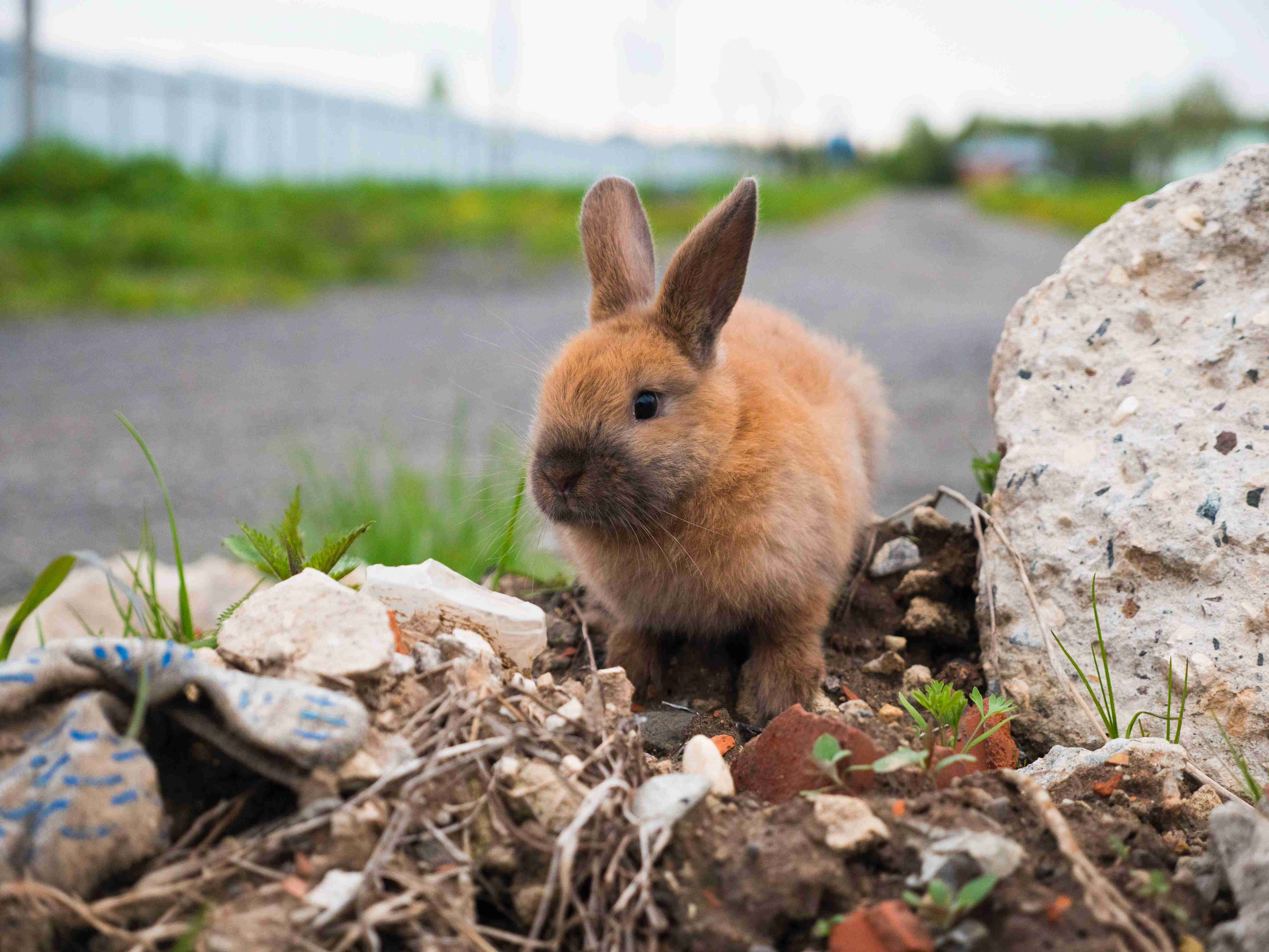 Protecting Your Rabbit from Toxic Plants and Flowers: Tips and Tricks