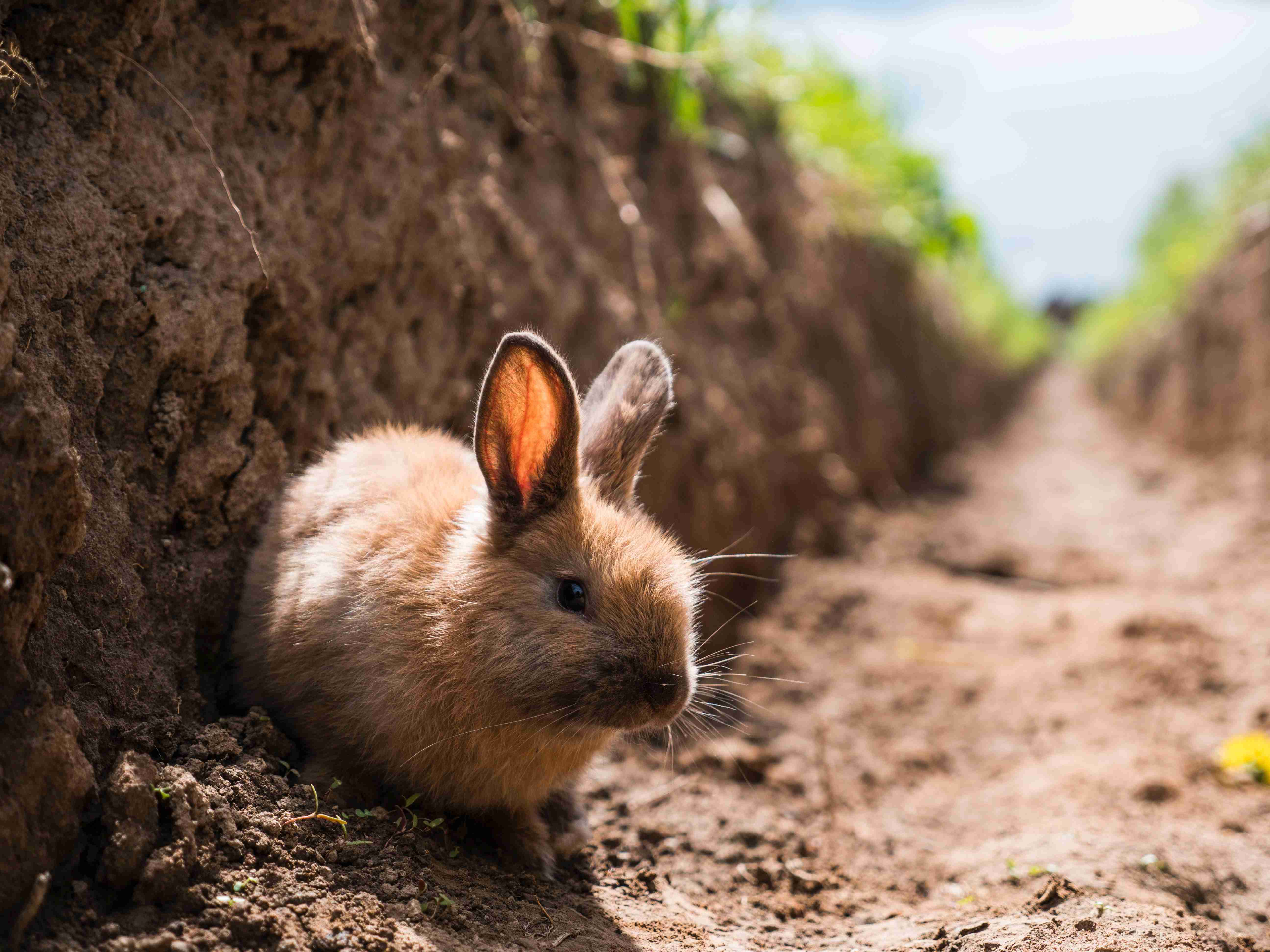 Rabbit Skin Infections: How to Spot, Treat, and Prevent Them in Your Pet Bunny