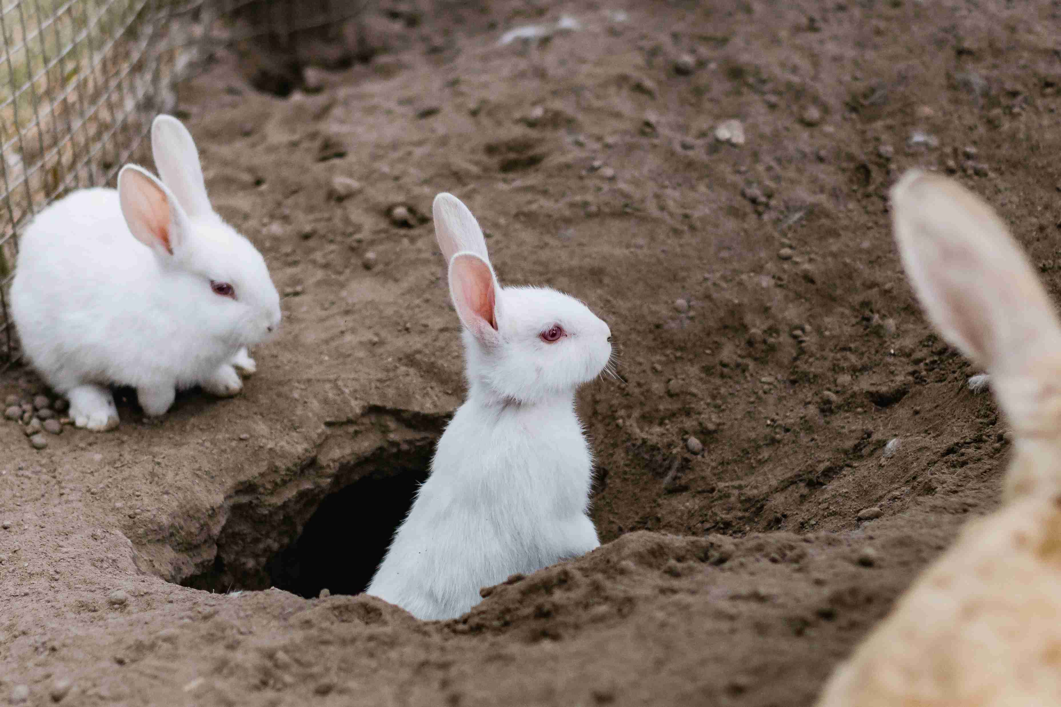 The Hidden Dangers of Feeding Your Rabbit a High-Fat Diet