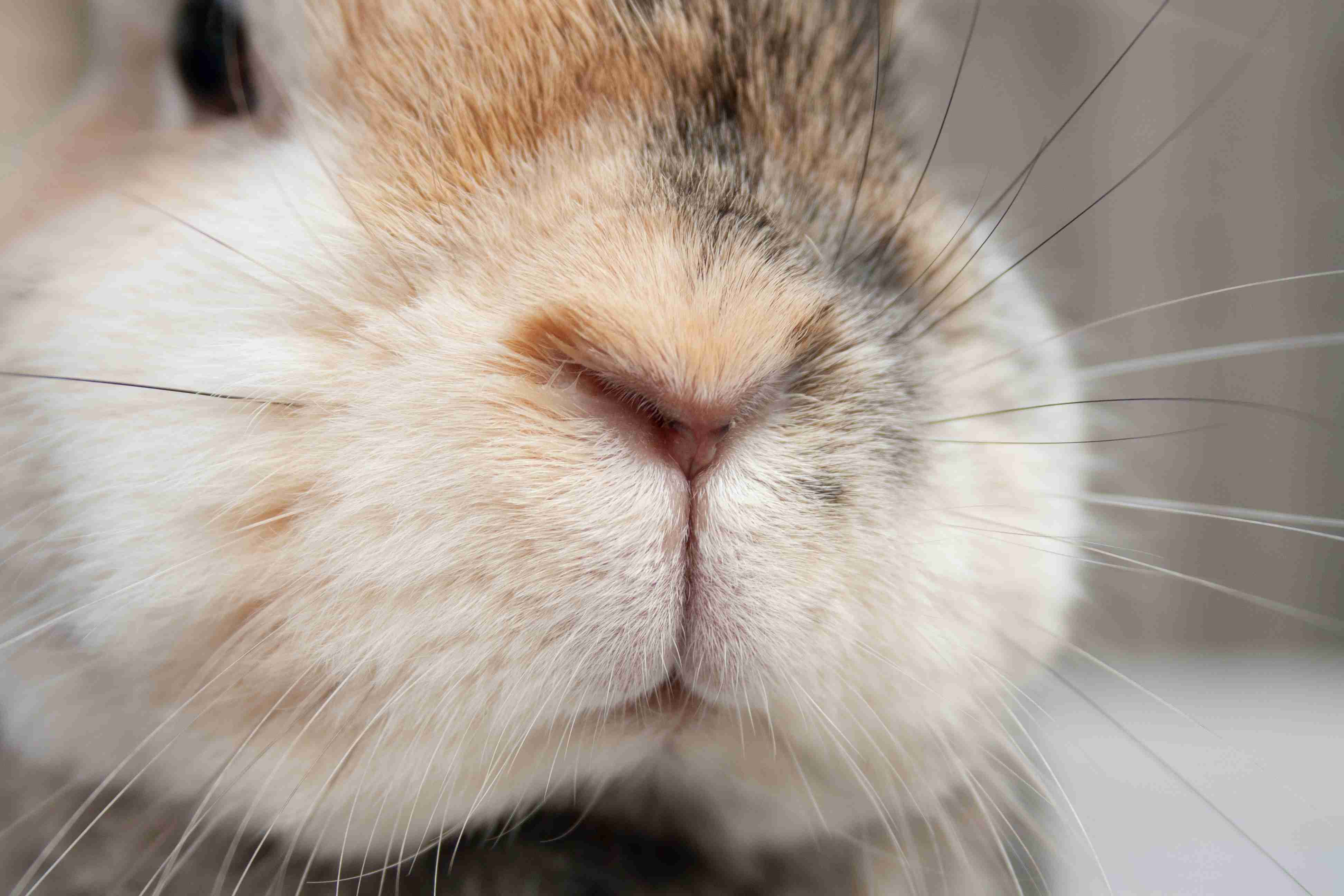5 Effective Ways to Prevent Fleas on Your Rabbit: A Comprehensive Guide
