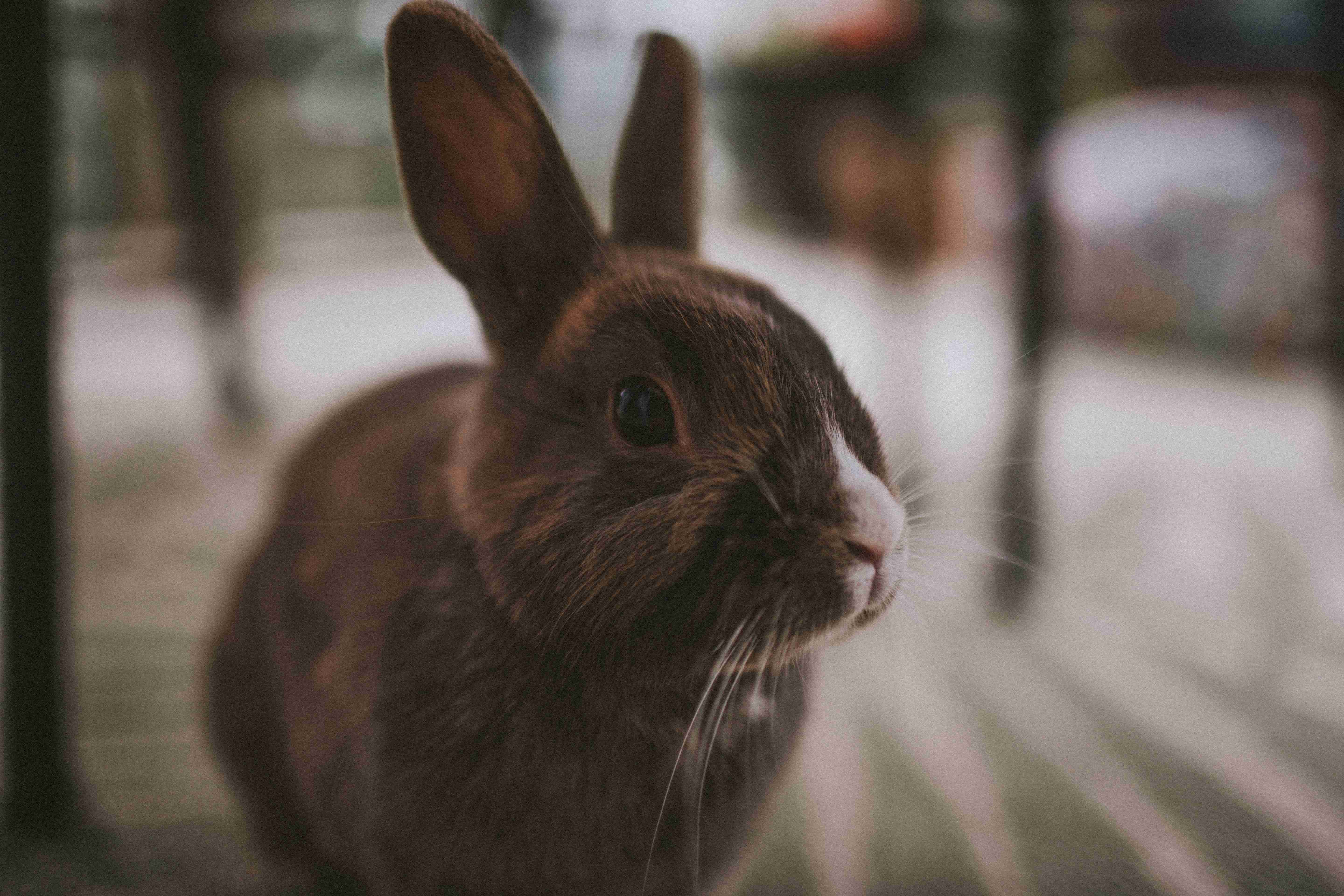 Neurological Disorders in Pet Rabbits: Causes, Symptoms, and Treatment