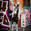 Hoof_n_paw.photography by Sarah Suhren 