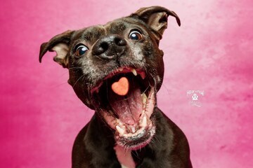 Hoof_n_paw.photography by Sarah Suhren 