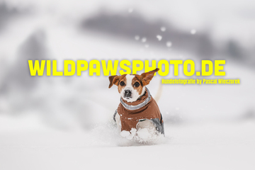 wildpawsphoto.de by Pascal Wieczorek