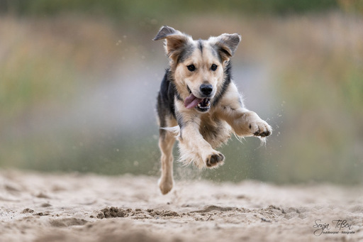 Sonja Teßen  | Hunde Outdoor | Tierfotograf auf alleFotografen