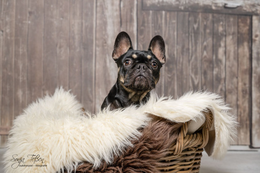 Sonja Teßen  | Hunde im Studio | Tierfotograf auf alleFotografen