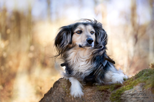 Sonja Teßen  | Hunde Outdoor | Tierfotograf auf alleFotografen