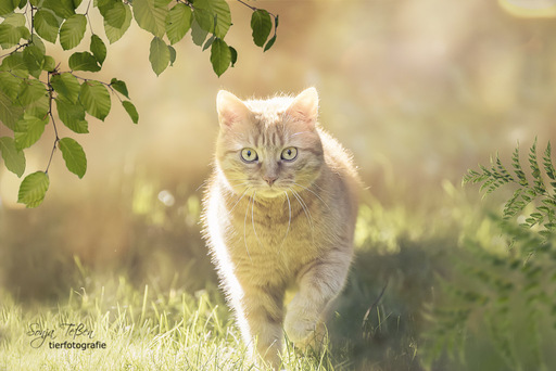 Sonja Teßen  | Katzen | Tierfotograf auf alleFotografen