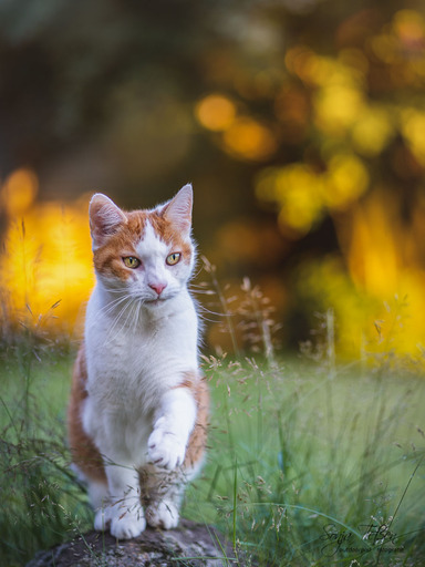 Sonja Teßen  | Katzen | Tierfotograf auf alleFotografen