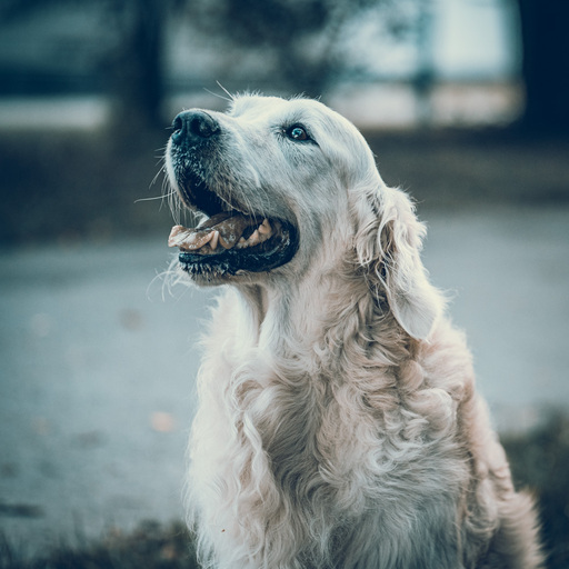 Stefan Thiele  | Hunde | Hundefotograf auf alleFotografen