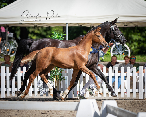 Claudia Rahm Fotografie | Zuchtschauen | Pferdefotograf auf alleFotografen