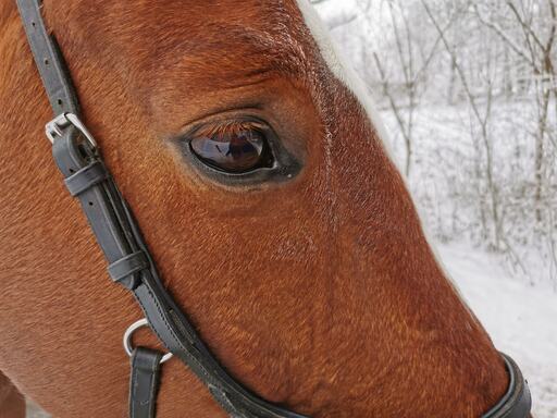 isabeltenbrink | Pferde | Pferdefotograf auf alleFotografen