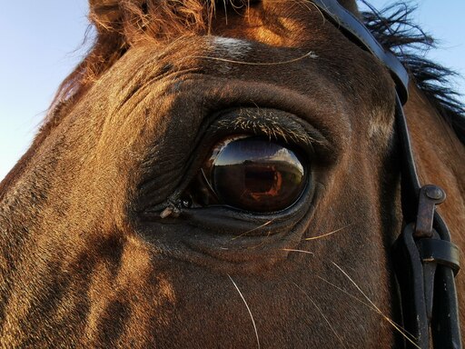isabeltenbrink | Pferde | Landschaftsfotograf auf alleFotografen