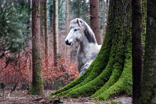 Samirah Fotografie | Pferde | Paarfotograf auf alleFotografen