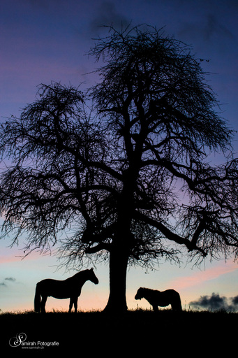 Samirah Fotografie | Pferde | Pferdefotograf auf alleFotografen