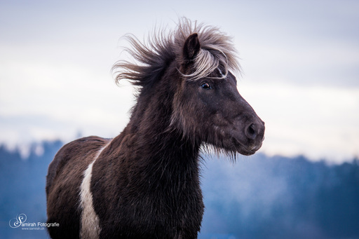 Samirah Fotografie | Pferde | Hundefotograf auf alleFotografen