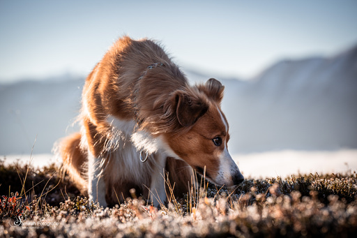 Samirah Fotografie | Hunde | Sportfotograf auf alleFotografen