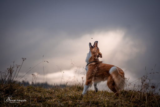 Samirah Fotografie | Hunde | Landschaftsfotograf auf alleFotografen
