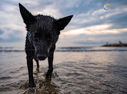 Lukas Vogel Fotografie | Hundefotografie | Architekturfotograf auf alleFotografen