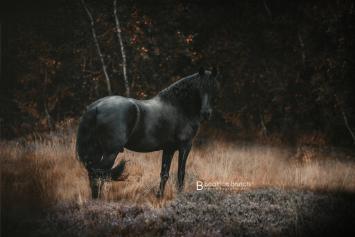 Beagrafie  | Pferde | Tierfotograf auf alleFotografen