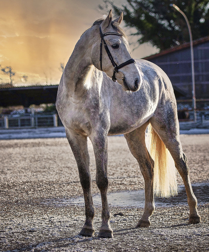 Sven | Pferde | Hundefotograf auf alleFotografen