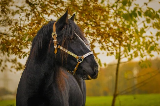 Tom's Fotografie  | Pferdefotografie  | Tierfotograf auf alleFotografen