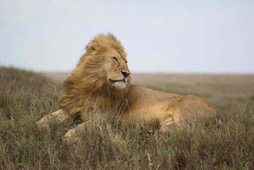 Andreas Hartmann | Wildlife Afrika | Tierfotograf auf alleFotografen