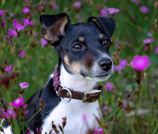 Carina Oeldi Fotografie | Tiere | Hundefotograf auf alleFotografen