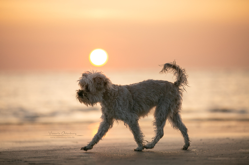 Fotografie Victoria Oldenburg | Hundefotografie | Pferdefotograf auf alleFotografen