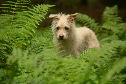 Fotografie Victoria Oldenburg | Hundefotografie | Tierfotograf auf alleFotografen