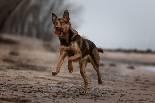 P&O Fotografie | Hunde | Sportfotograf auf alleFotografen