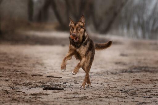 P&O Fotografie | Hunde | Tierfotograf auf alleFotografen