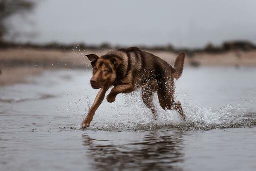P&O Fotografie | Hunde | Sportfotograf auf alleFotografen