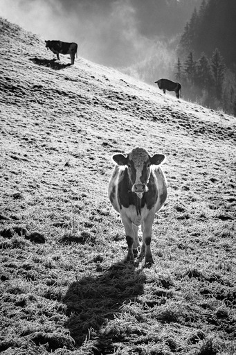 Jakob Wedenig | Tiere | Konfirmationsfotograf auf alleFotografen