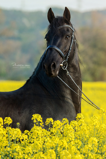 Photosie | Pferde | Hundefotograf auf alleFotografen