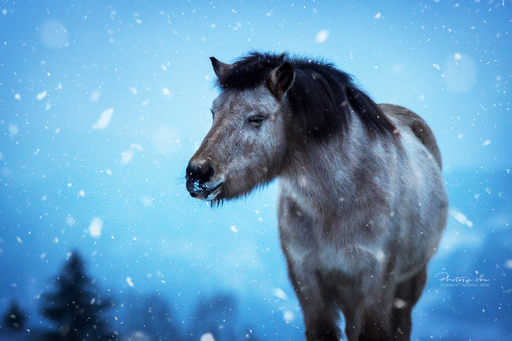 Photosie | Pferde | Konfirmationsfotograf auf alleFotografen