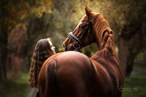 Photosie | Pferde | Hochzeitsfotograf auf alleFotografen
