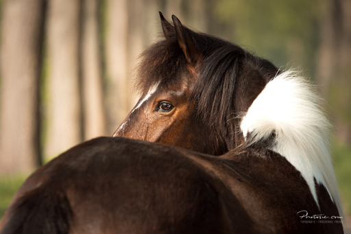 Photosie | Pferde | Kinderfotograf auf alleFotografen