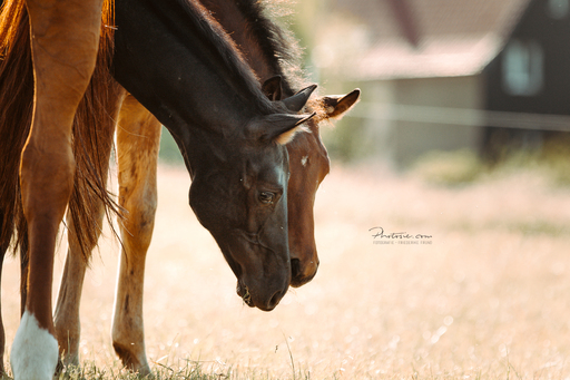 Photosie | Pferde | Sportfotograf auf alleFotografen