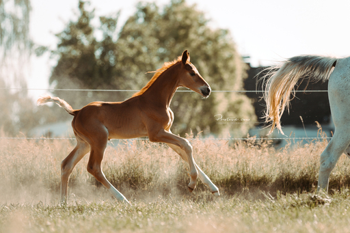 Photosie | Pferde | Paarfotograf auf alleFotografen